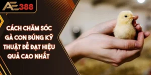 Cách Chăm Sóc Gà Con Đúng Kỹ Thuật Để Đạt Hiệu Quả Cao
