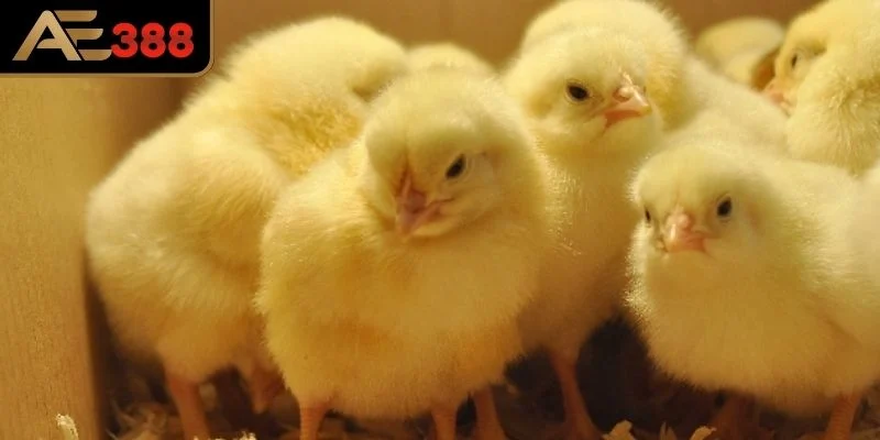 Chuẩn bị chuồng và điều kiện sống lý tưởng