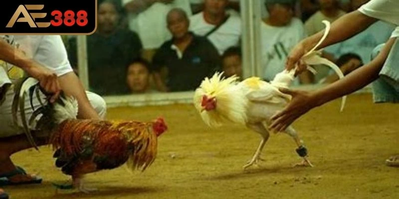Khái quát về trò chơi đá gà cựa dao