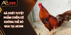 Gà khét - Khám phá tuyệt phẩm chiến kê không thể bỏ qua