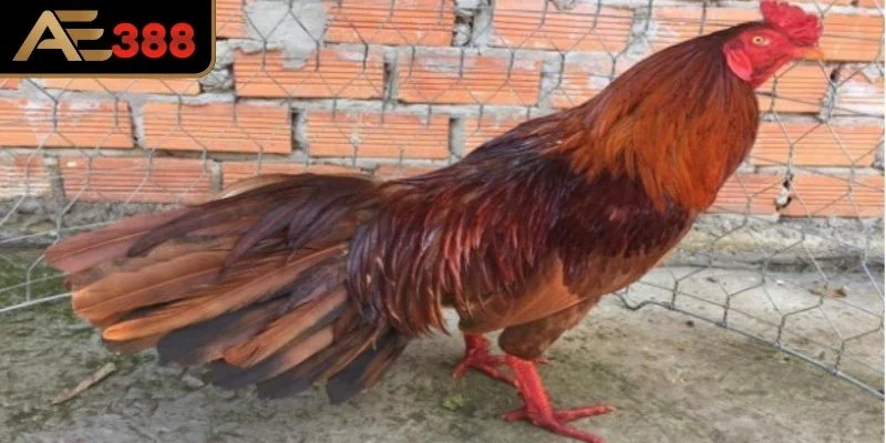 Bí quyết huấn luyện con khét trở thành chiến kê bất bại