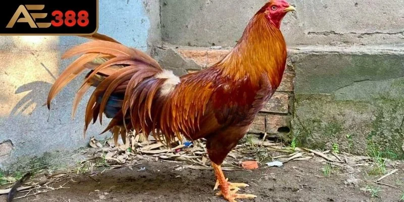 Cách chọn con khét chuẩn đòn từ cao thủ