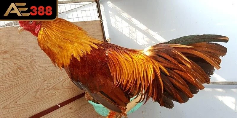 Gà Khét là gì và vì sao được yêu thích