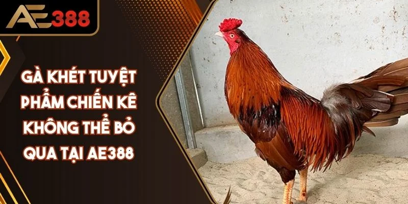 Gà khét - Khám phá tuyệt phẩm chiến kê không thể bỏ qua