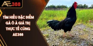 Tìm Hiểu Đặc Điểm Gà Ô à Giá Trị Thực Tế Cùng AE388