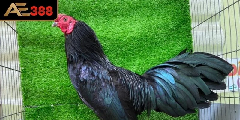 Giá trị thực tế