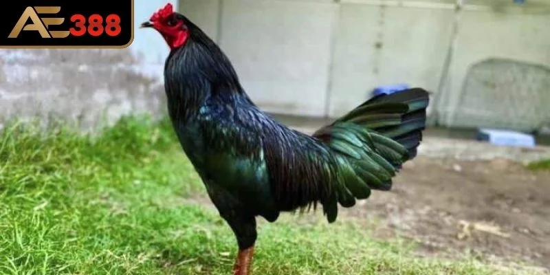 Tại sao giống Gà Ô được ưa chuộng