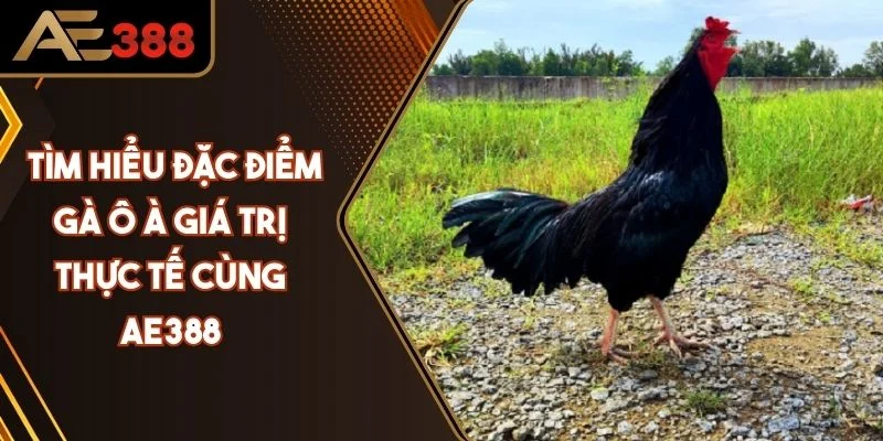 Tìm Hiểu Đặc Điểm Gà Ô à Giá Trị Thực Tế Cùng AE388