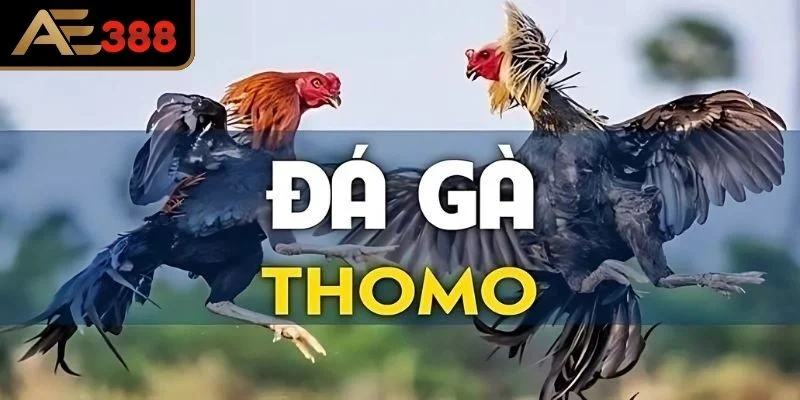 Nguồn gốc và sức hút của Giải Đá Gà ThomoLuật chơi và thể thức thi đấu