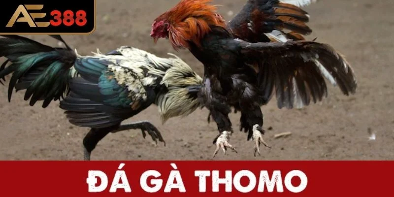 Nguồn gốc và sức hút của Giải Đá Gà Thomo