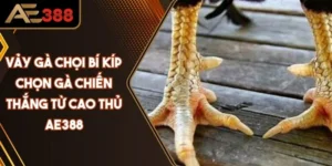 Vảy Gà Chọi Bí Kíp Chọn Gà Chiến Thắng Từ Cao Thủ