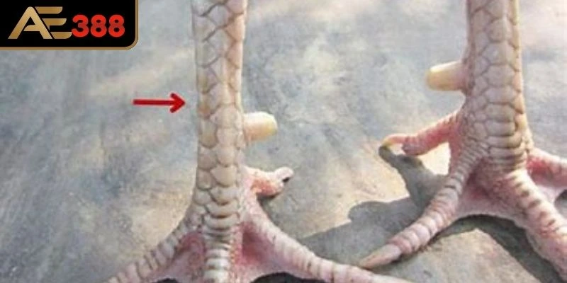 Hiểu rõ hai mặt của chân gà 