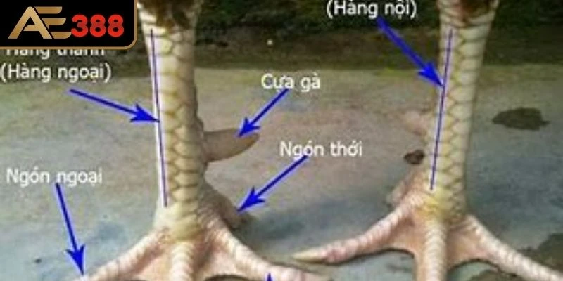 Vảy gà chọi là gì và ý nghĩa trong cá cược 