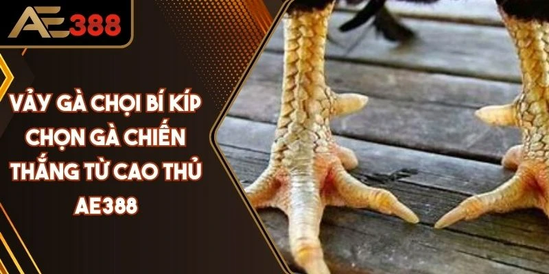 Vảy Gà Chọi Bí Kíp Chọn Gà Chiến Thắng Từ Cao Thủ