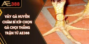 Vảy Gà Huyền Châm: Bí Kíp Chọn Gà Chọi Thắng Trận Cao