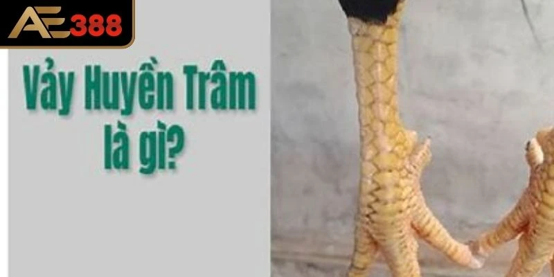 Thế nào là vảy gà Huyền Châm cho tân binh?
