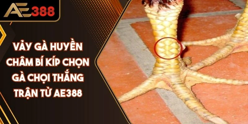Vảy Gà Huyền Châm: Bí Kíp Chọn Gà Chọi Thắng Trận Cao