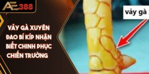Vảy Gà Xuyên Đao Bí Kíp Nhận Biết Chinh Phục Chiến Trường