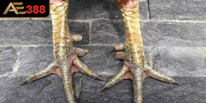 Khái niệm vảy gà xuyên đao chi tiết 