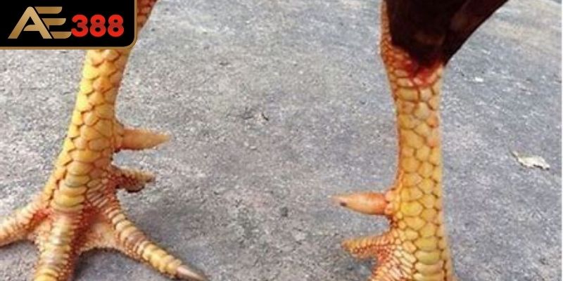 Vị trí và sự phân bố