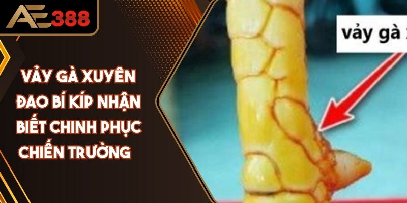 Vảy Gà Xuyên Đao Bí Kíp Nhận Biết Chinh Phục Chiến Trường